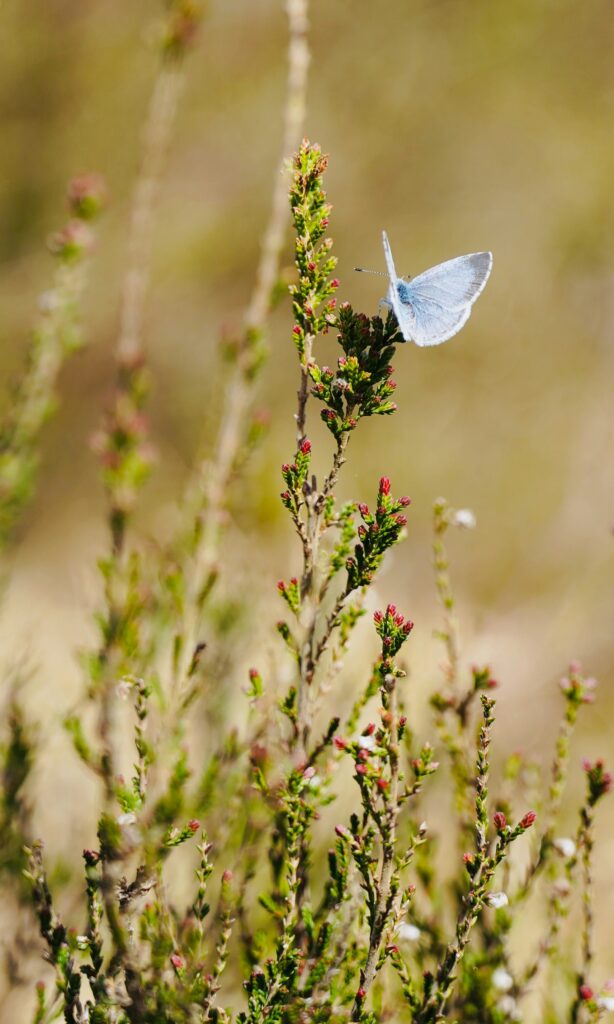 Close-up of a butterfly resting in a natural outdoor setting with soft sunlight, greenery, and a peaceful dreamy atmosphere