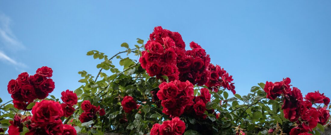 Little Rituals That Make Ordinary Days Feel Special