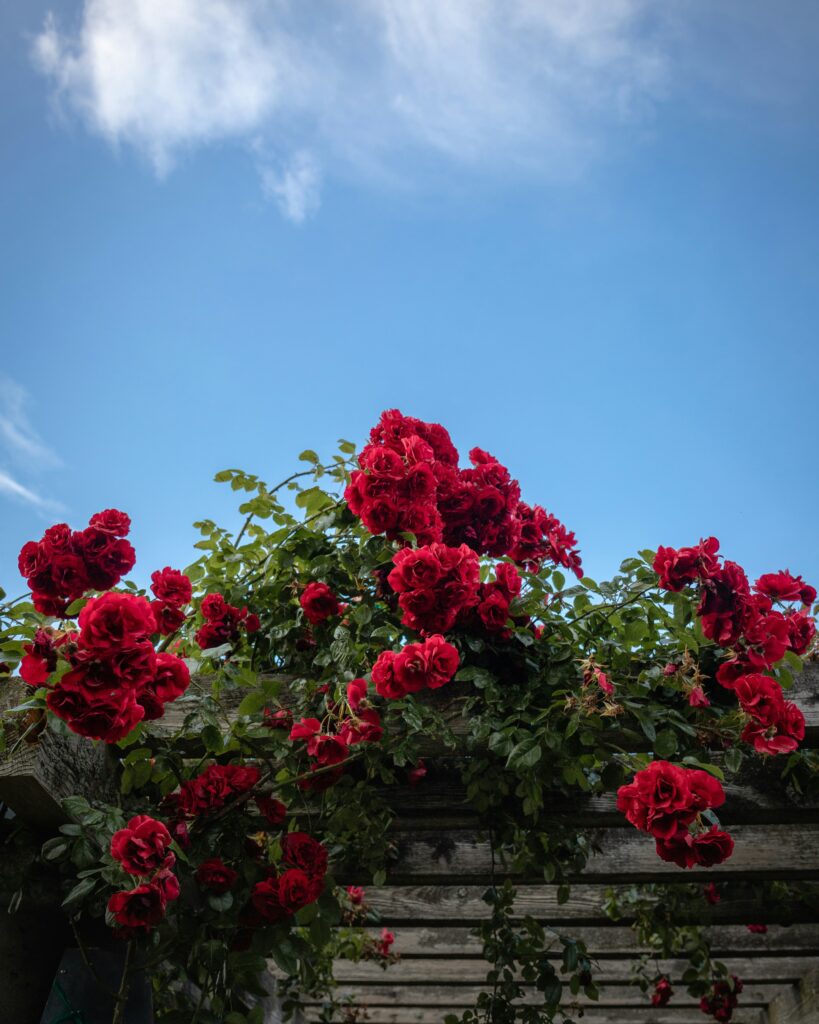 Bright red roses growing against a vivid blue sky with dreamy summer aesthetic.