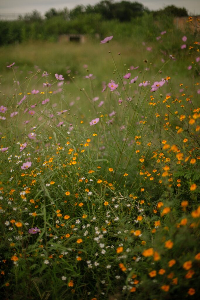 Colorful wildflowers growing in a summer meadow with soft green grass.