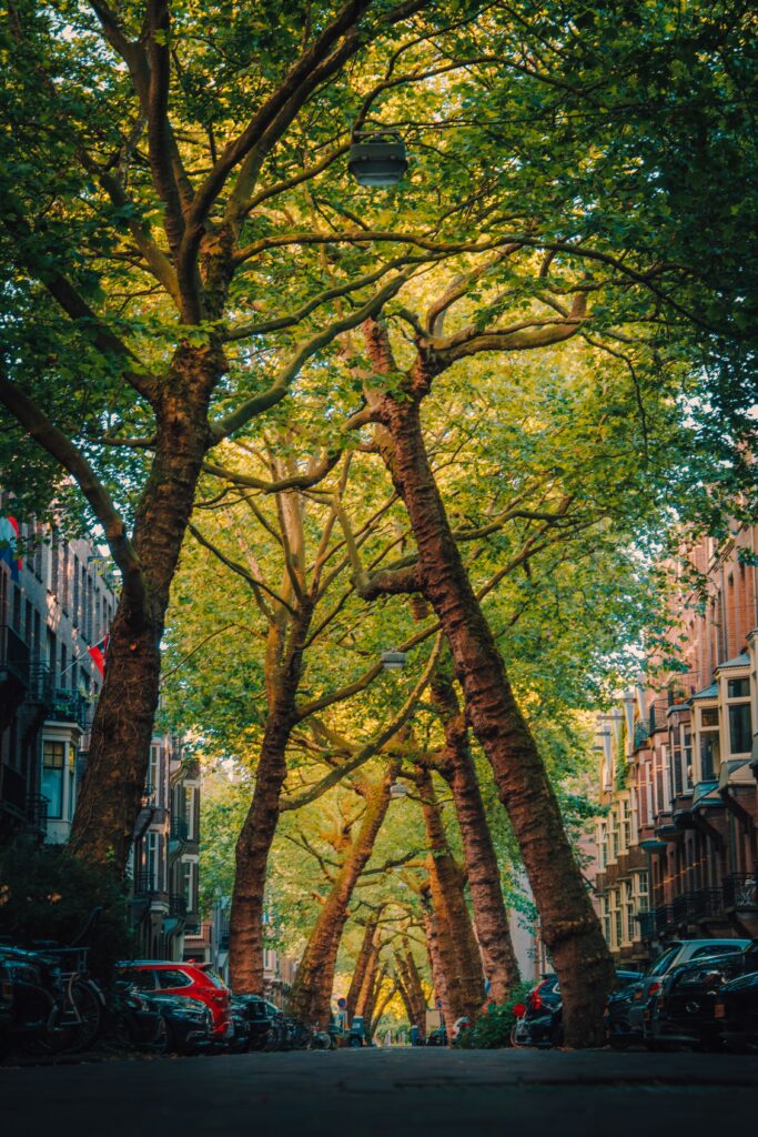 Tall green trees arching over a quiet residential street during summer.