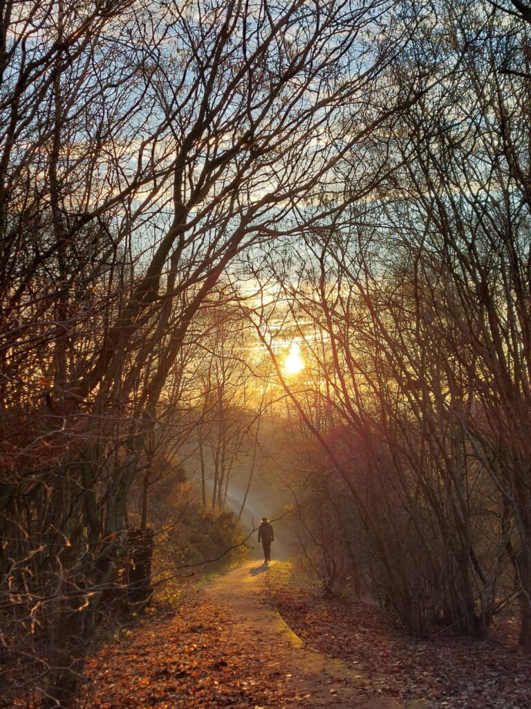 Golden sunlight shining through trees over a woodland path with a person walking in the distance.