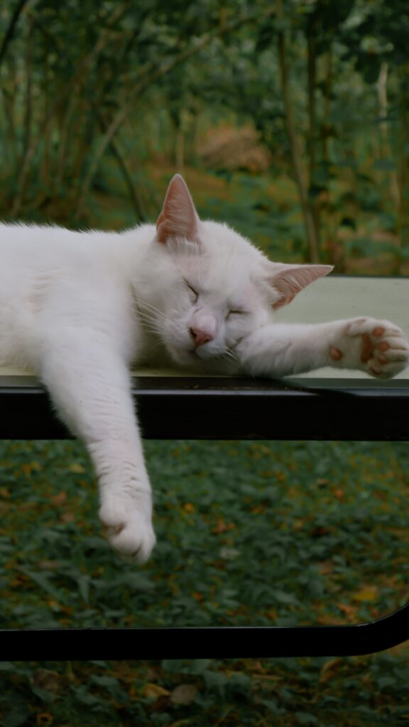 White cat sleeping peacefully outdoors on a glass table surrounded by greenery.