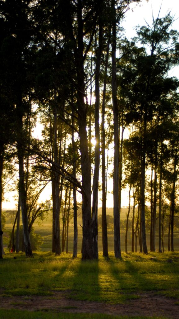 Peaceful forest with tall trees at sunset showcasing golden light nature mindfulness slow living and outdoor tranquility
