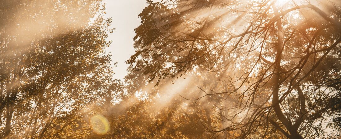 I Talked to a Tree Once. It Gave Me Something I Didn’t Know I Was Missing.