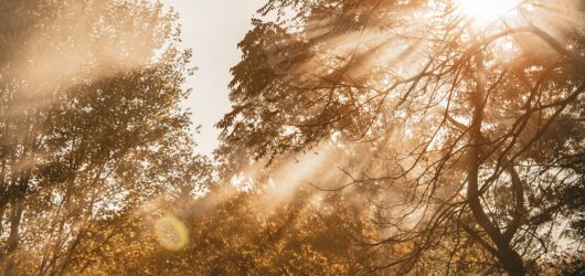 I Talked to a Tree Once. It Gave Me Something I Didn’t Know I Was Missing.