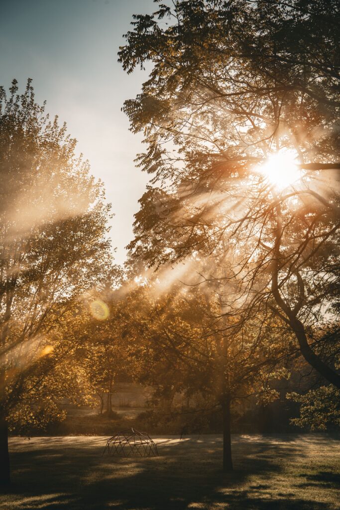 Golden hour sun rays shining through tall trees in a peaceful park perfect for connecting with nature and forest therapy