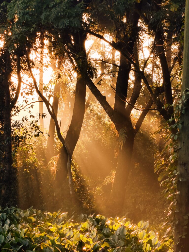 Sunlight streaming through forest trees during golden hour creating a peaceful nature scene for mindfulness and slow living